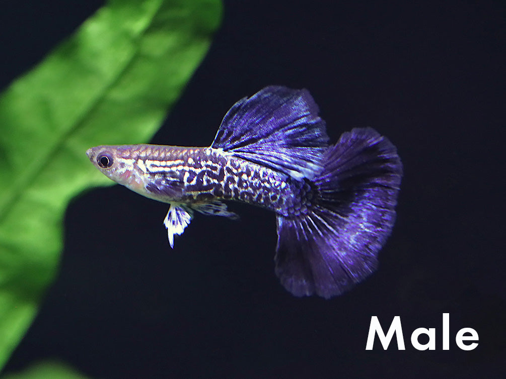 Tank-Bred Navy Blue Cobra Guppy (Poecilia reticulata) male displaying deep navy blue coloration with an intricate cobra pattern and flowing fins in a planted freshwater aquarium