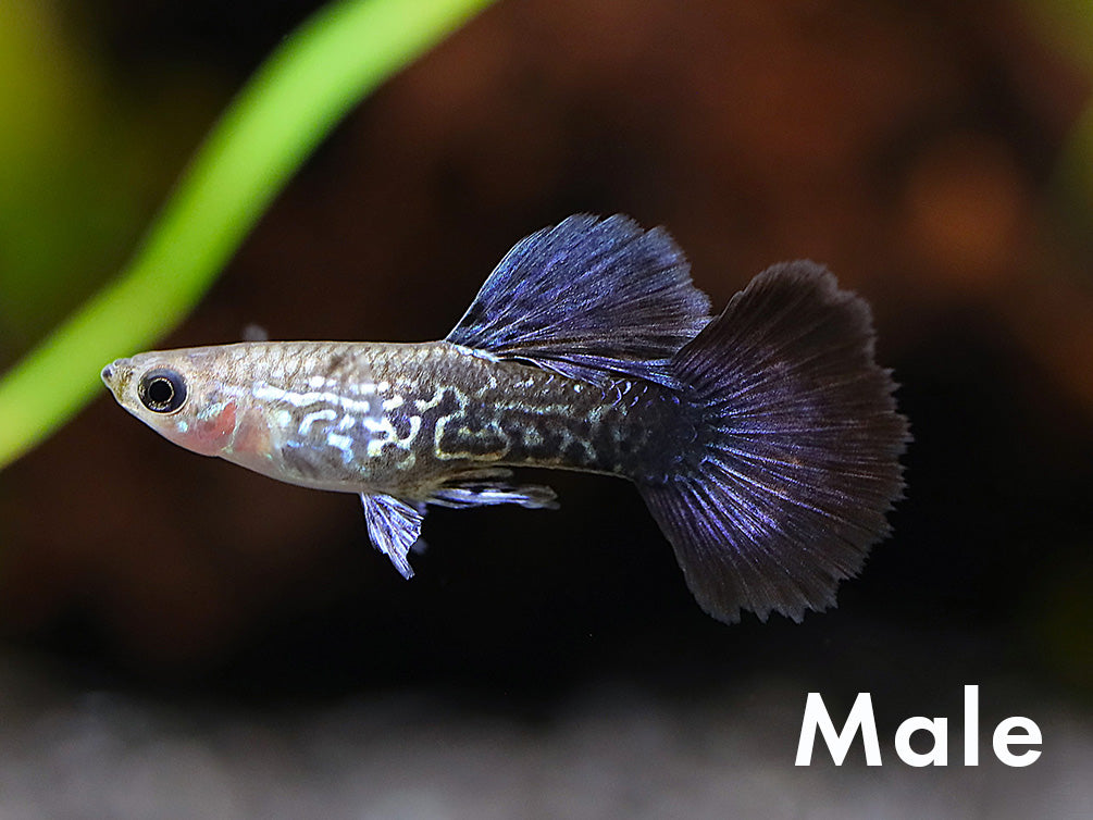 Navy Blue Cobra Guppy (Poecilia reticulata) – Tank Bred (Locally Bred)