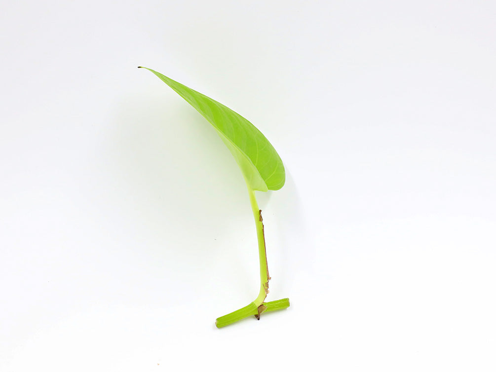 Neon Pothos (Epipremnum aureum 'Neon), Bare Root