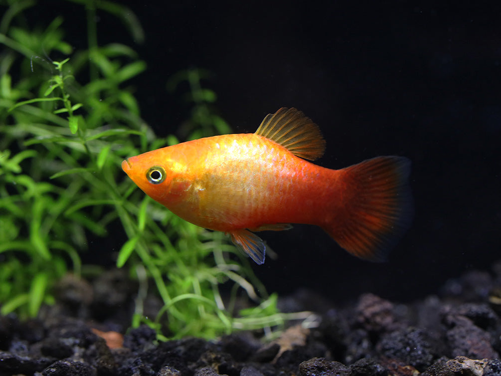 Neon Sunset Platy (Xiphophorus maculatus) - Tank Bred