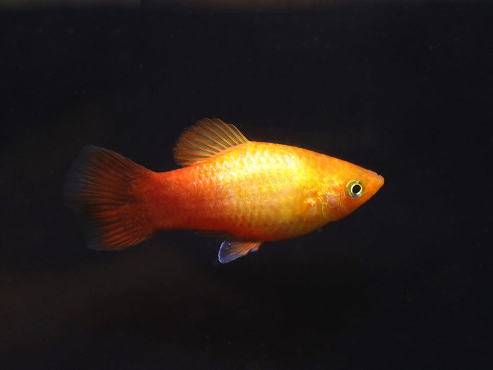 Neon Sunset Platy (Xiphophorus maculatus) - Tank Bred