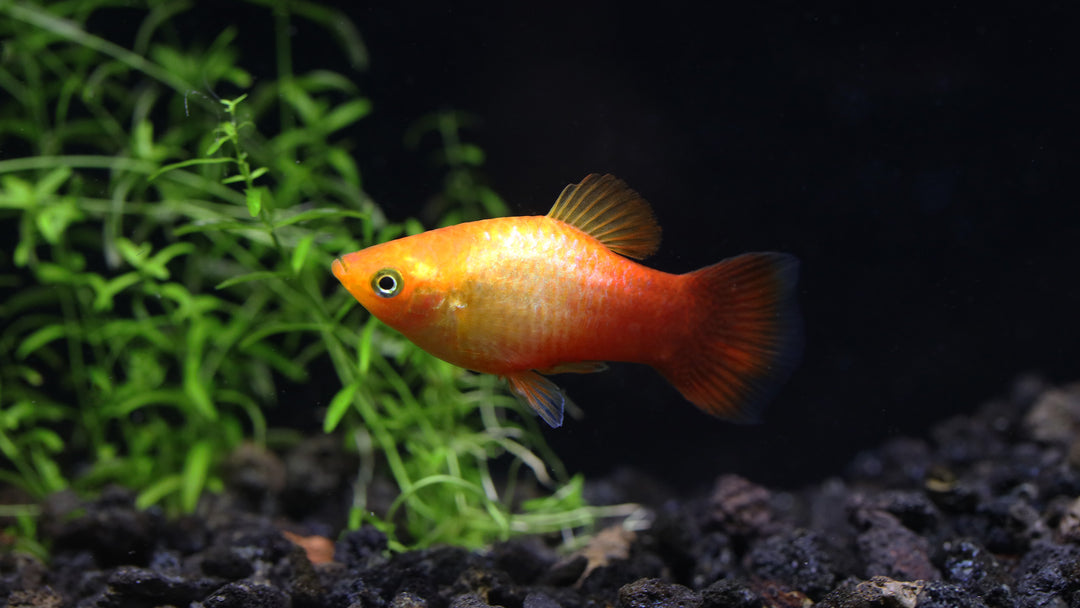 Neon Sunset Platy (Xiphophorus maculatus) - Tank Bred