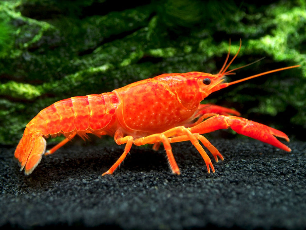 Neon Red Crayfish (Procambarus clarkii) aka Orange/Tangerine Crayfish - Tank Bred!