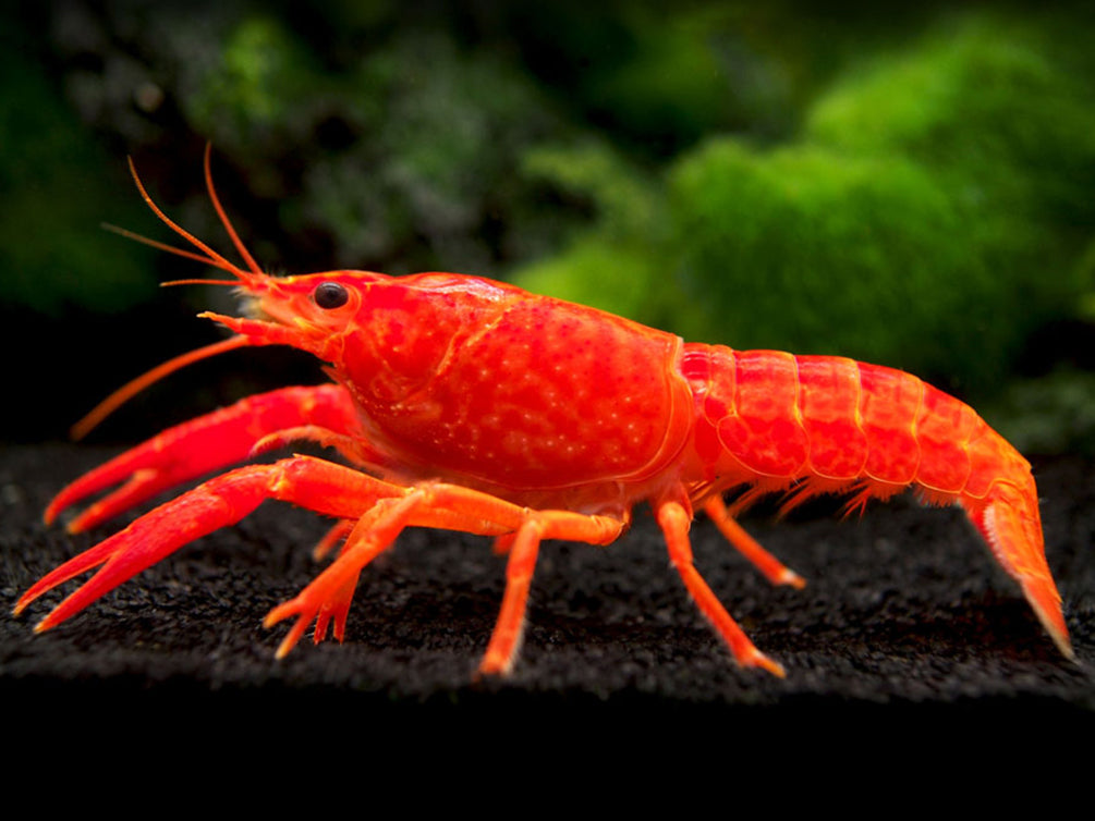 Neon Red Crayfish (Procambarus clarkii) aka Orange/Tangerine Crayfish - Tank Bred!