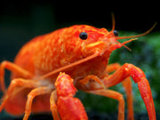 Neon Red Crayfish (Procambarus clarkii) aka Orange/Tangerine Crayfish - Tank Bred!