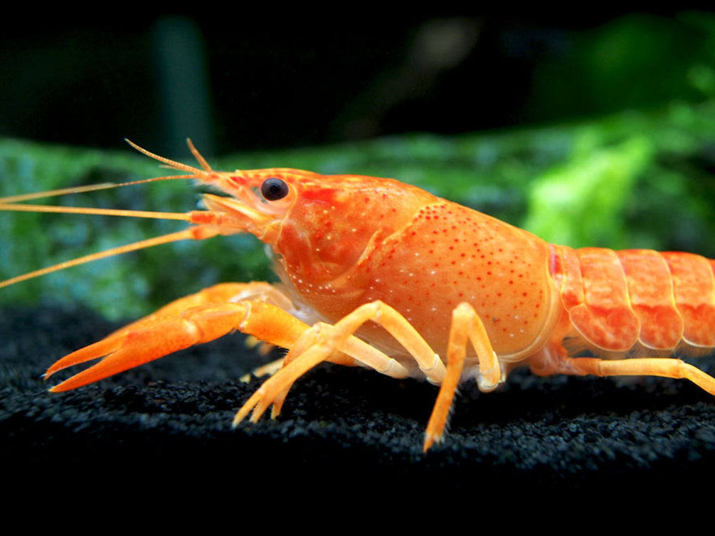 Neon Red Crayfish (Procambarus clarkii) aka Orange/Tangerine Crayfish - Tank Bred!