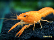 Neon Red Crayfish (Procambarus clarkii) aka Orange/Tangerine Crayfish - Tank Bred!