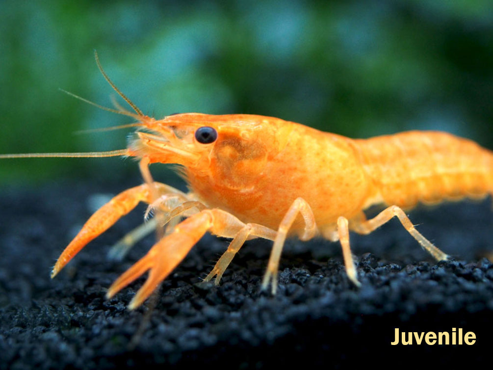 Neon Red Crayfish (Procambarus clarkii) aka Orange/Tangerine Crayfish - Tank Bred!