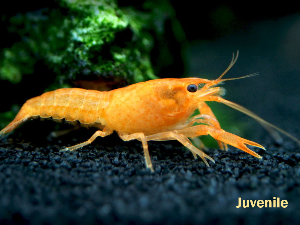 Neon Red Crayfish (Procambarus clarkii) aka Orange/Tangerine Crayfish - Tank Bred!