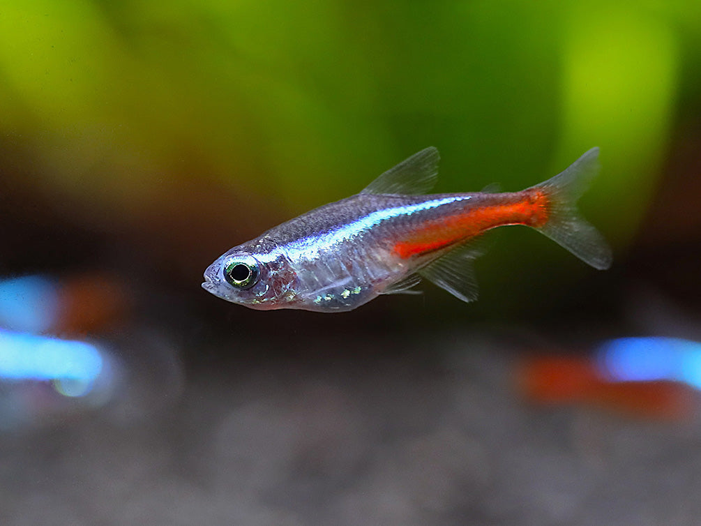 Single Neon Tetra (Paracheirodon innesi) displaying the classic iridescent blue stripe and bright red coloration that make this peaceful community aquarium fish a favorite for planted tanks.