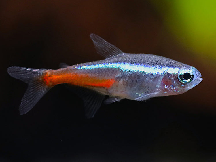 Neon Tetra (Paracheirodon innesi) freshwater tropical aquarium fish showing its brilliant electric blue stripe and vivid red lower body against a clean white background.