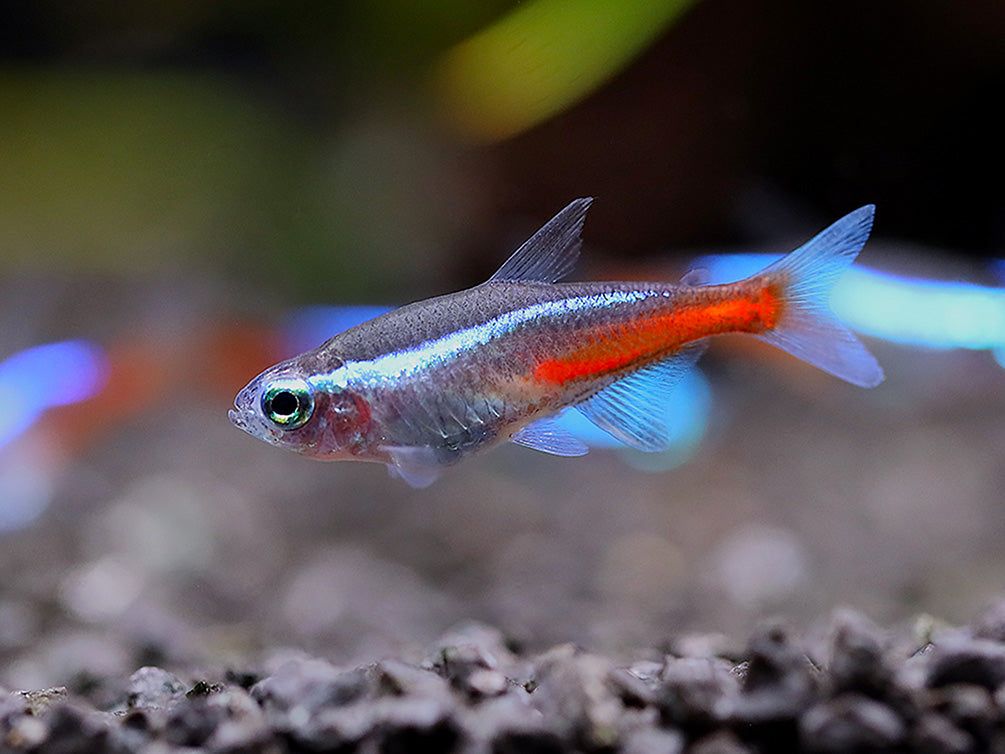 Close-up of a Neon Tetra (Paracheirodon innesi) highlighting the species' metallic blue stripe, vibrant red body, and streamlined shape for freshwater aquariums.