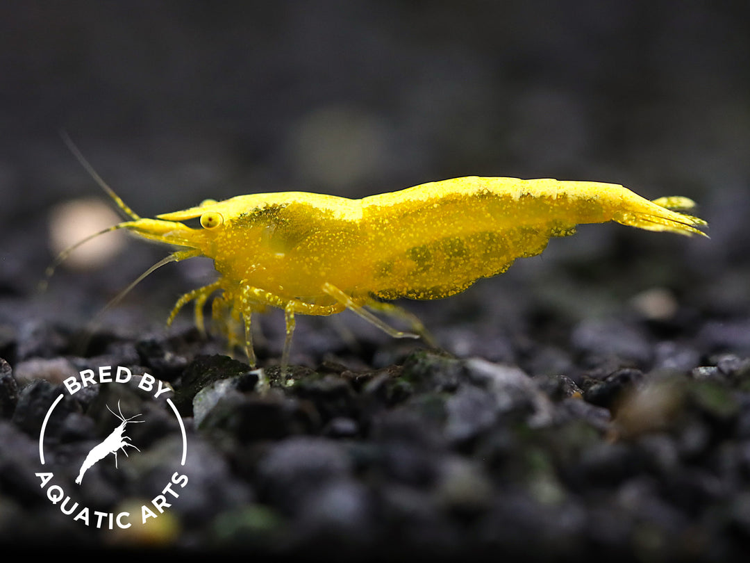 Yellow Eye (YE) Golden back Neocaridina Shrimp – Bred by Aquatic Arts