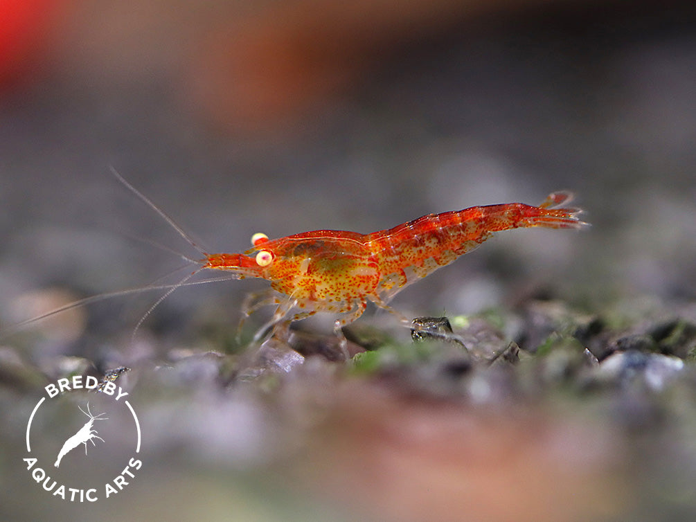 Yellow Eye (YE) Red / Yellow Cherry Neocaridina Shrimp Combo Pack – Bred by Aquatic Arts