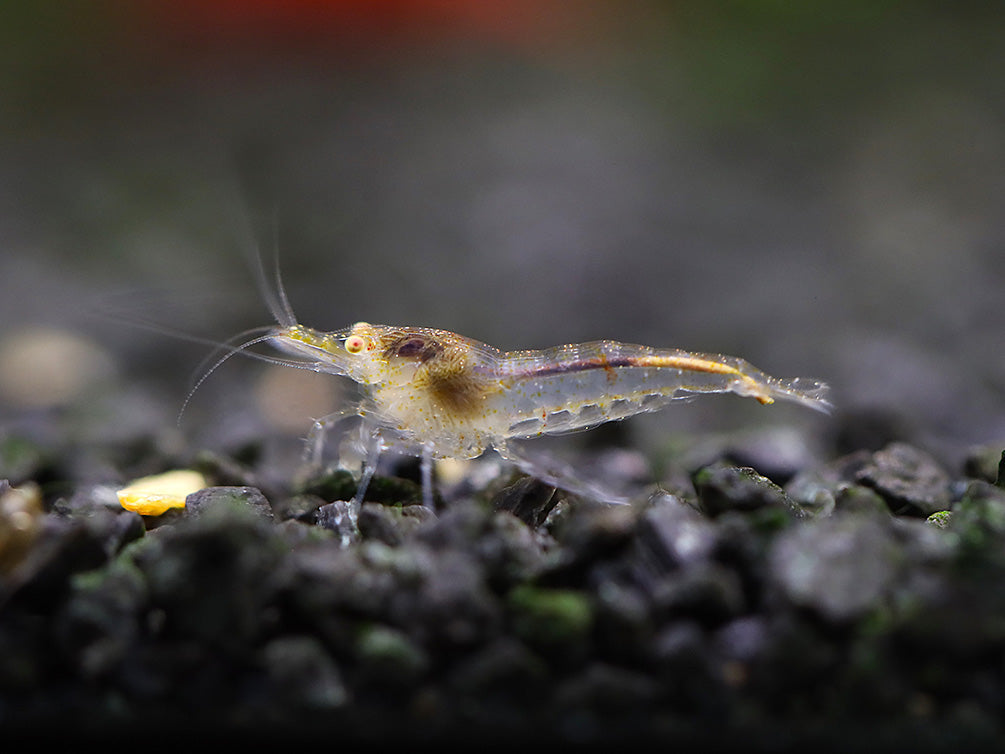 Yellow Eye (YE) Red / Yellow Cherry Neocaridina Shrimp Combo Pack – Bred by Aquatic Arts