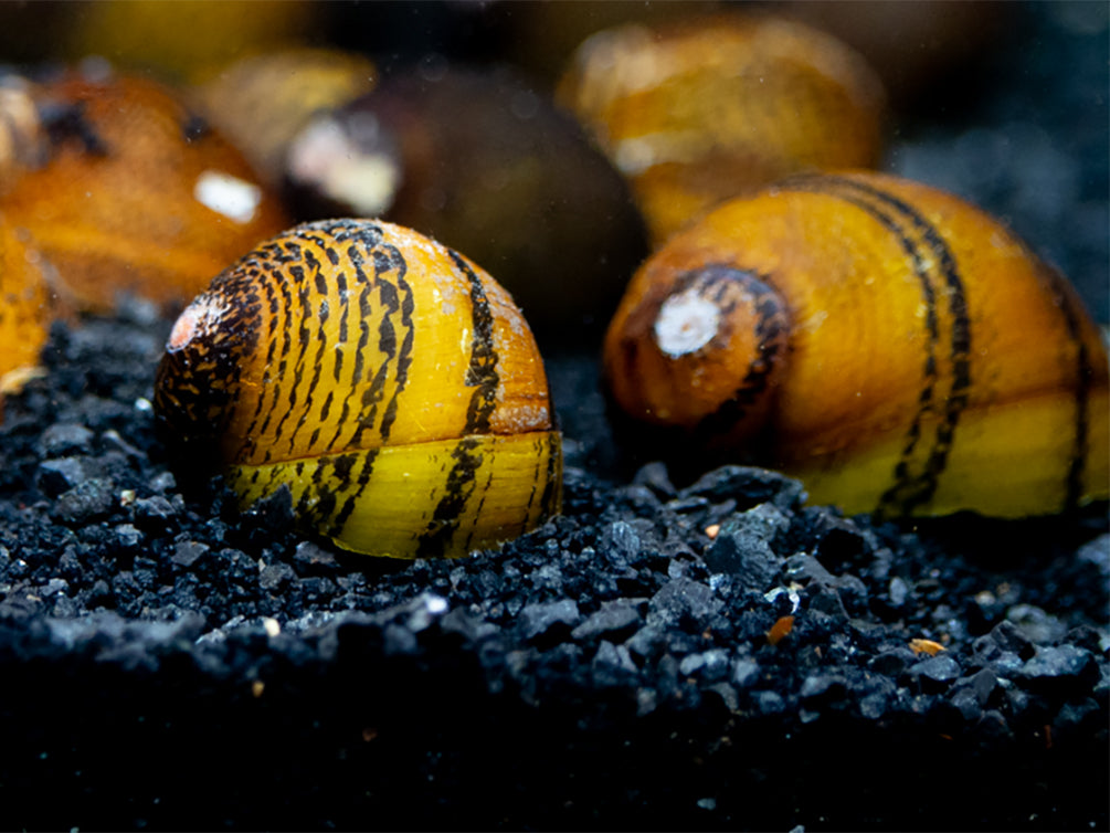 O-Ring Nerite Snails (Neritodryas javanica)