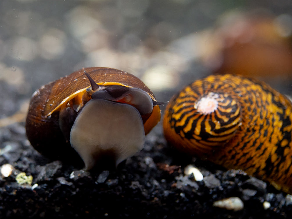 O-Ring Nerite Snails (Neritodryas javanica)