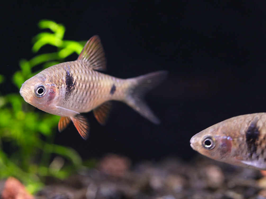 Odessa Barb (Pethia padamya) - Tank-Bred