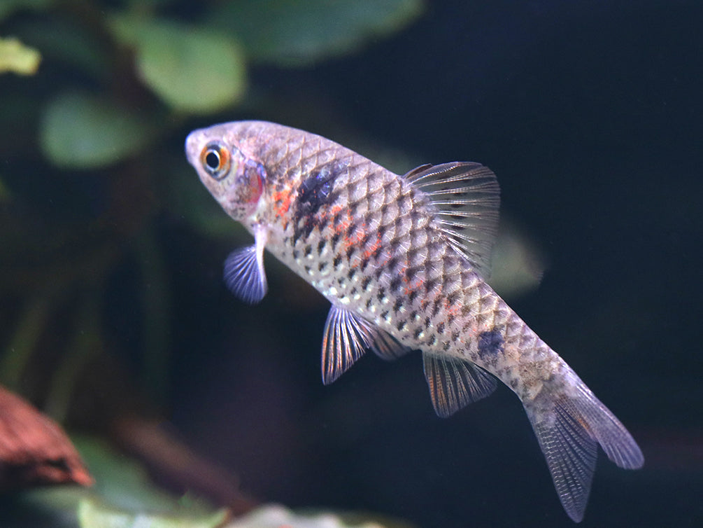 Odessa Barb (Pethia padamya) - Tank-Bred