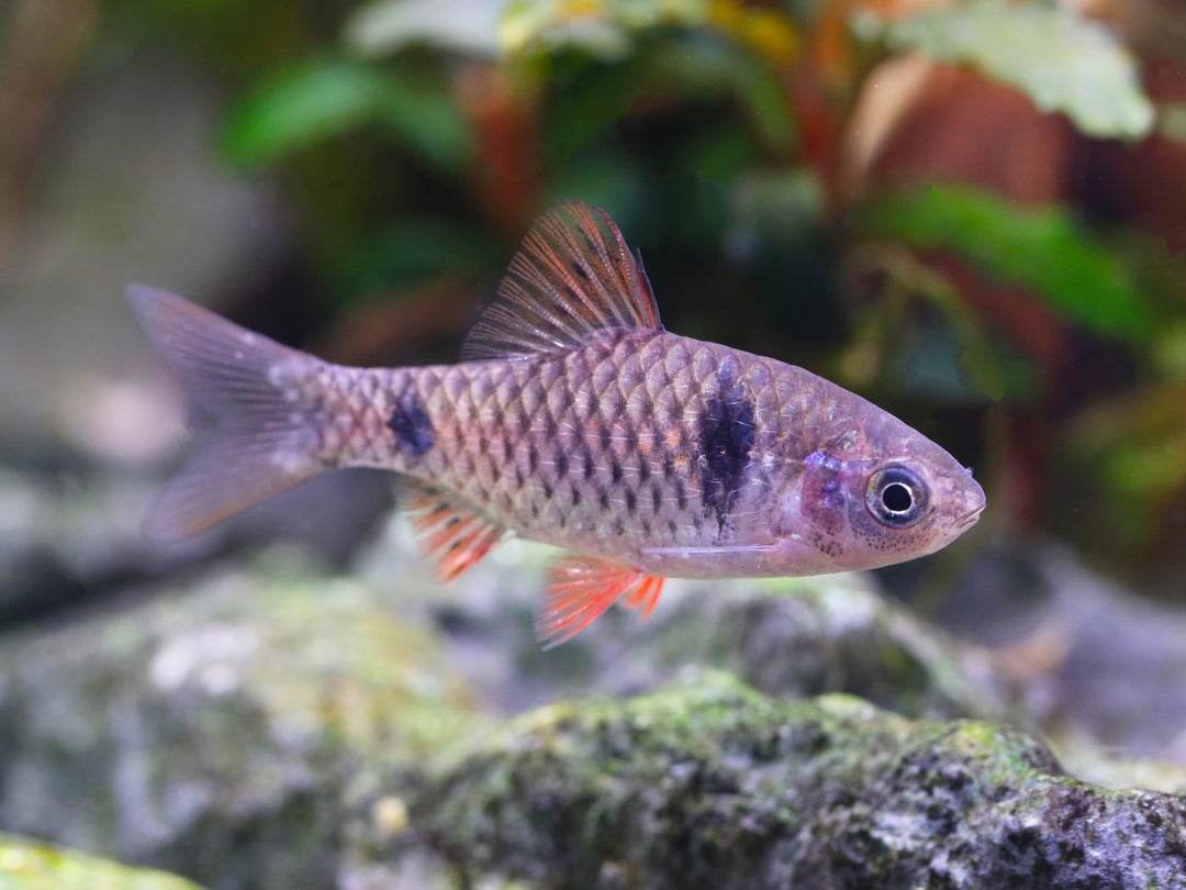 Odessa Barb (Pethia padamya) - Tank-Bred