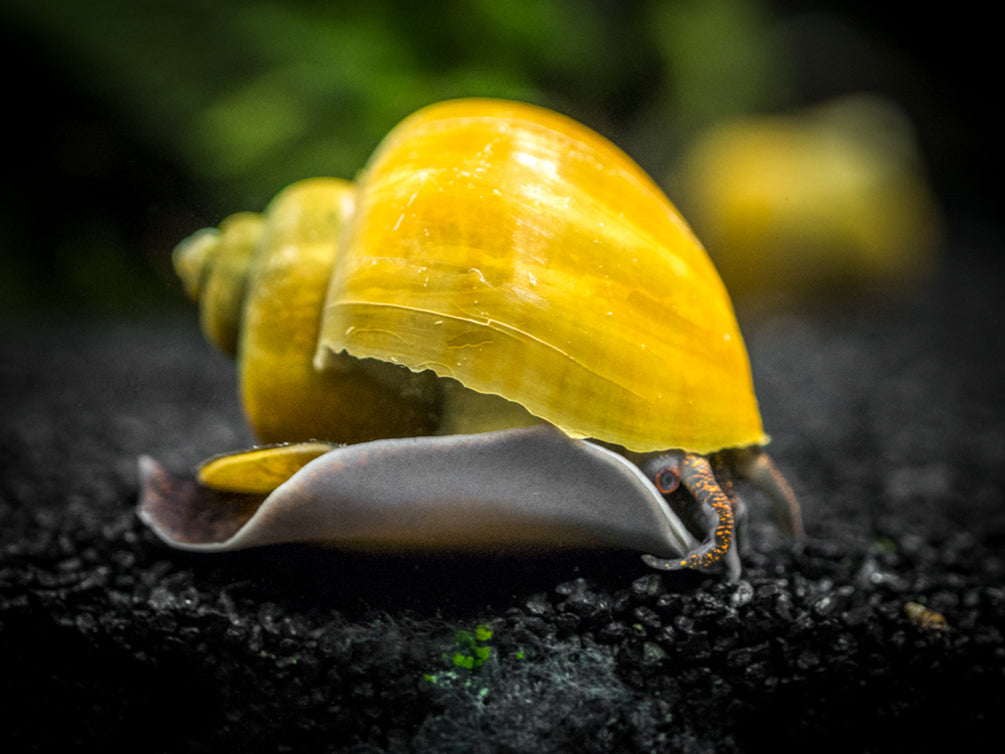 Olive Jade Mystery Snail Breeder Combo Box