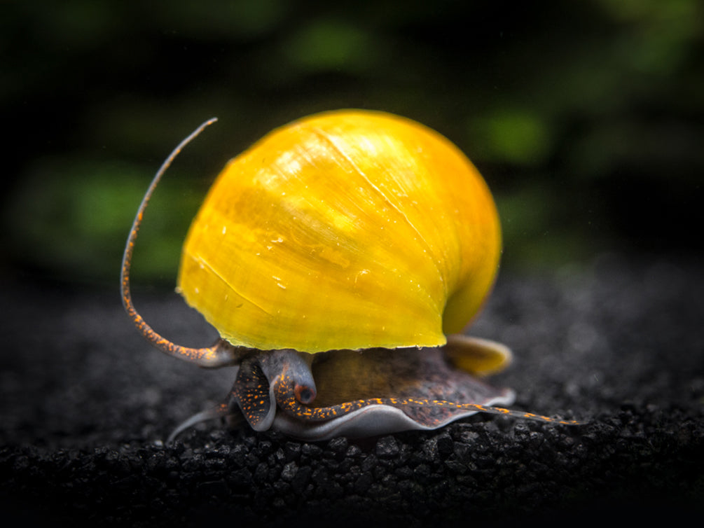 Olive Jade Mystery Snail Breeder Combo Box