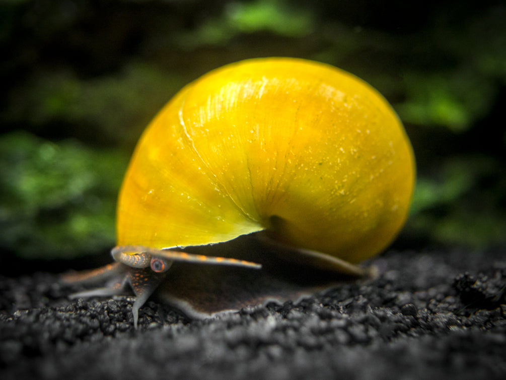 Olive Jade Mystery Snail Breeder Combo Box