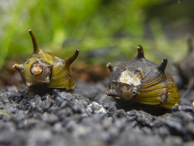 Olive Gold Thorn/Horn Nerite Snail (Clithon corona/diadema)