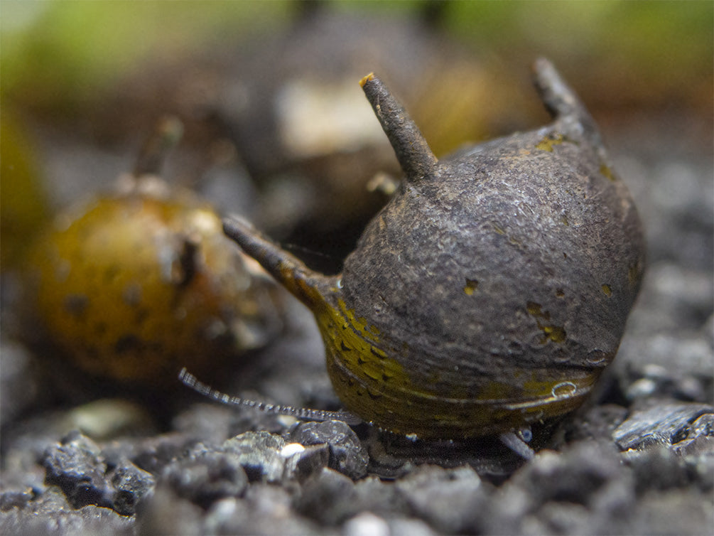 Olive Gold Thorn/Horn Nerite Snail (Clithon corona/diadema)