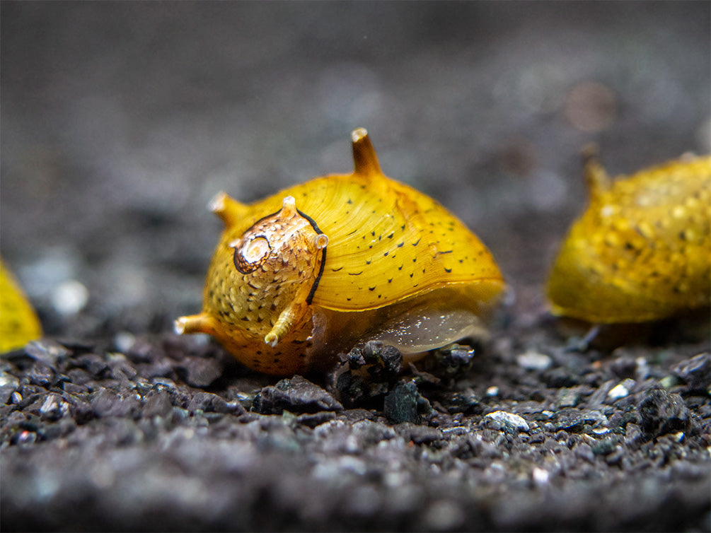 Olive Gold Thorn/Horn Nerite Snail (Clithon corona/diadema)