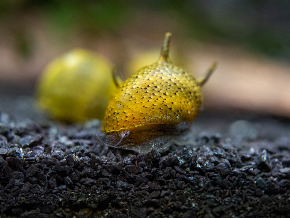 Olive Gold Thorn/Horn Nerite Snail (Clithon corona/diadema)