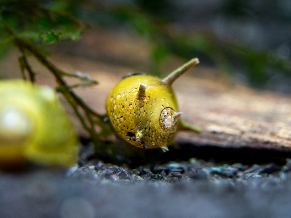 Olive Gold Thorn/Horn Nerite Snail (Clithon corona/diadema)