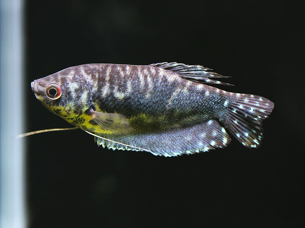 Opaline Gourami (Trichopodus trichopterus) Tank Bred