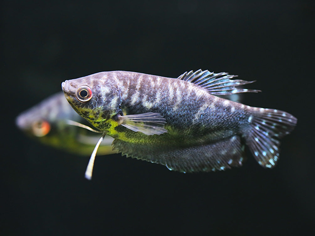 Opaline Gourami (Trichopodus trichopterus) Tank Bred
