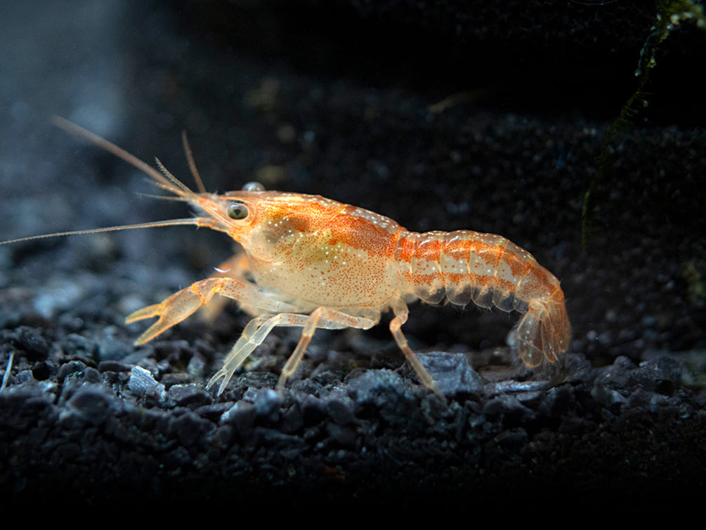 Aquatic Arts Orange CPO Dwarf Mexican Crayfish/Mini Lobster for sale