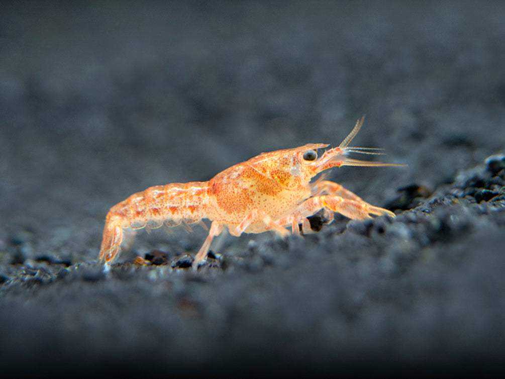 Aquatic Arts Orange CPO Dwarf Mexican Crayfish/Mini Lobster for sale