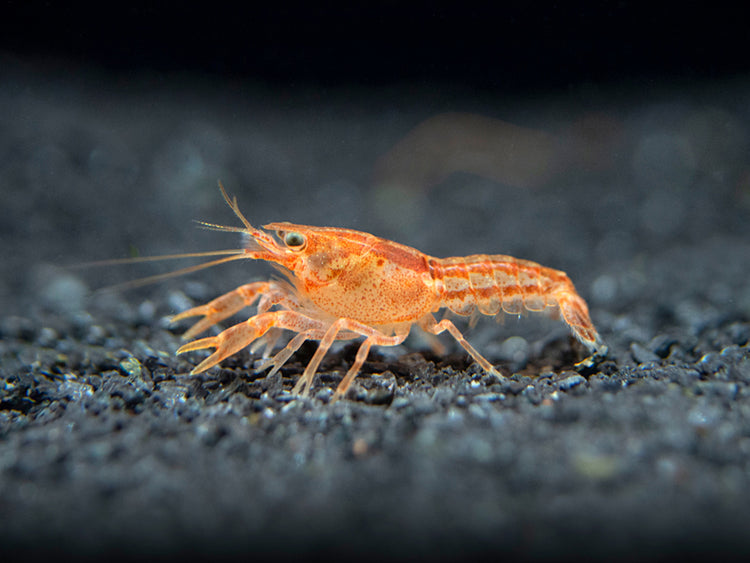 Aquatic Arts Orange CPO Dwarf Mexican Crayfish/Mini Lobster for sale