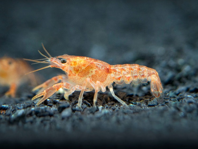 Aquatic Arts Orange CPO Dwarf Mexican Crayfish/Mini Lobster for sale