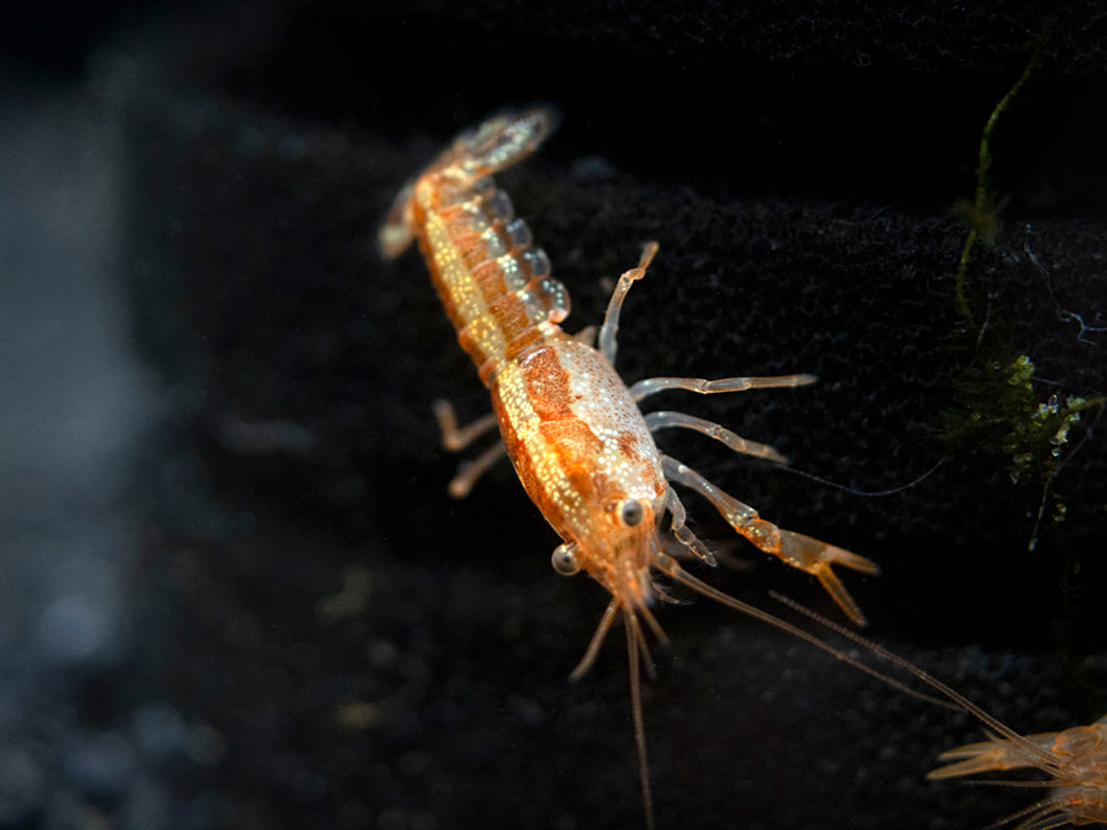 Aquatic Arts Orange CPO Dwarf Mexican Crayfish/Mini Lobster for sale