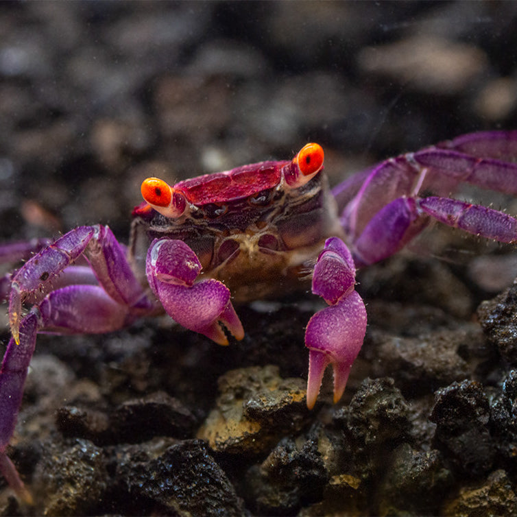 Orange Eye Vampire Crab (Geosesarma sp.)