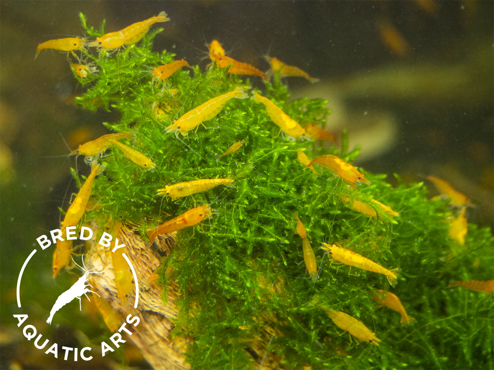 Bred By Aquatic Arts Neocaridina Shrimp - 5 Pack BOGO | Premium Freshwater Shrimp