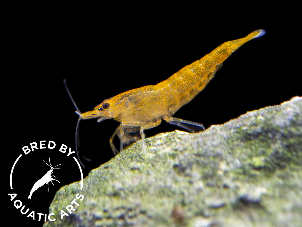 Aquatic Arts Invert BOGO Deals and Value Buys