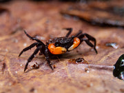 Orange Clawed Borneo Crab (Lepidothelphusa sp.)
