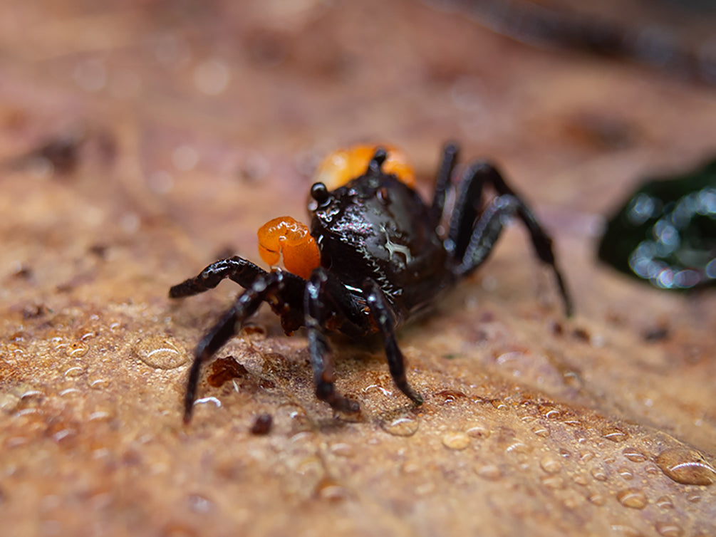 Orange Clawed Borneo Crab (Lepidothelphusa sp.)