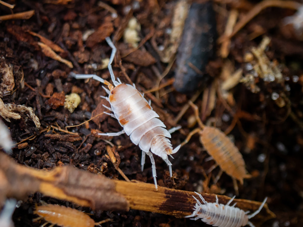 Powder Orange Isopods (Porcellionides pruinosus 'Powder Orange') Bred by: Aquatic Arts