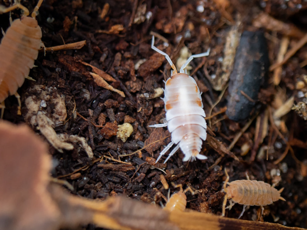 Powder Orange Isopods (Porcellionides pruinosus 'Powder Orange') Bred by: Aquatic Arts