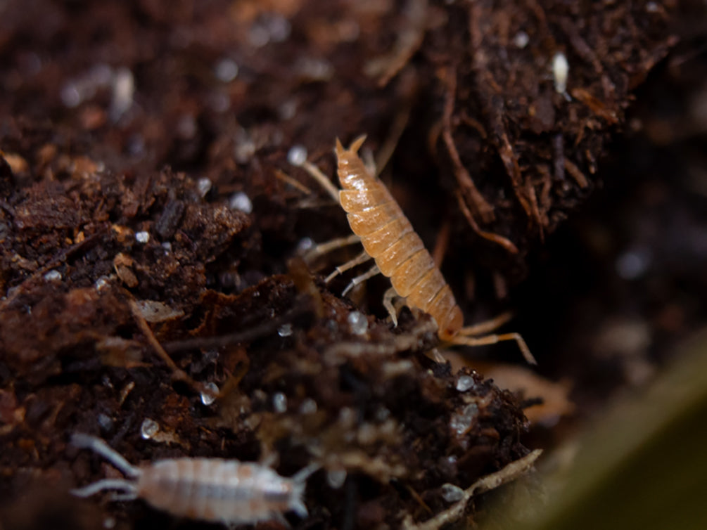 Powder Orange Isopods (Porcellionides pruinosus 'Powder Orange') Bred by: Aquatic Arts