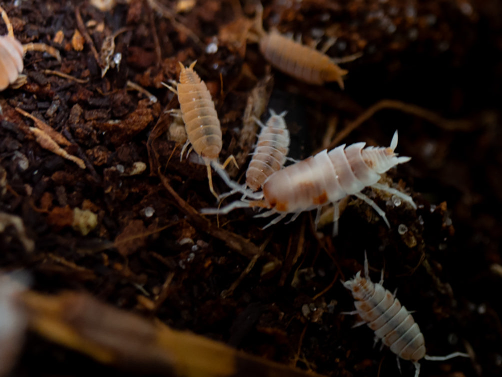 Powder Orange Isopods (Porcellionides pruinosus 'Powder Orange') Bred by: Aquatic Arts