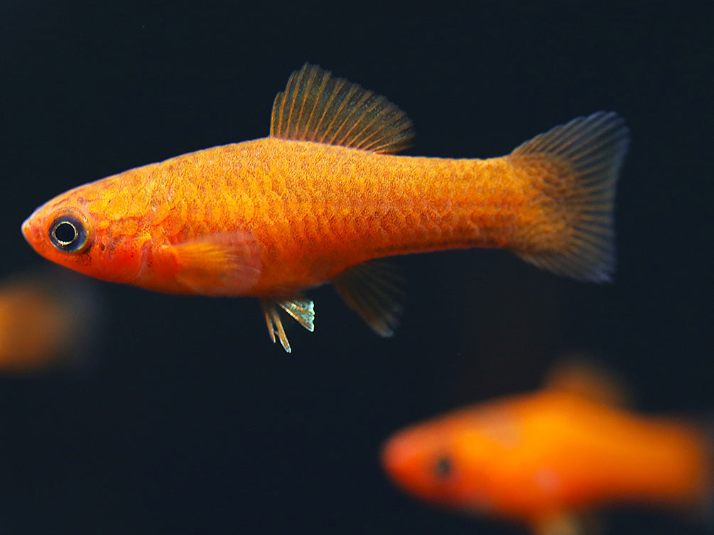 Orange Swordtail (Xiphophorus hellerii) – Locally Bred