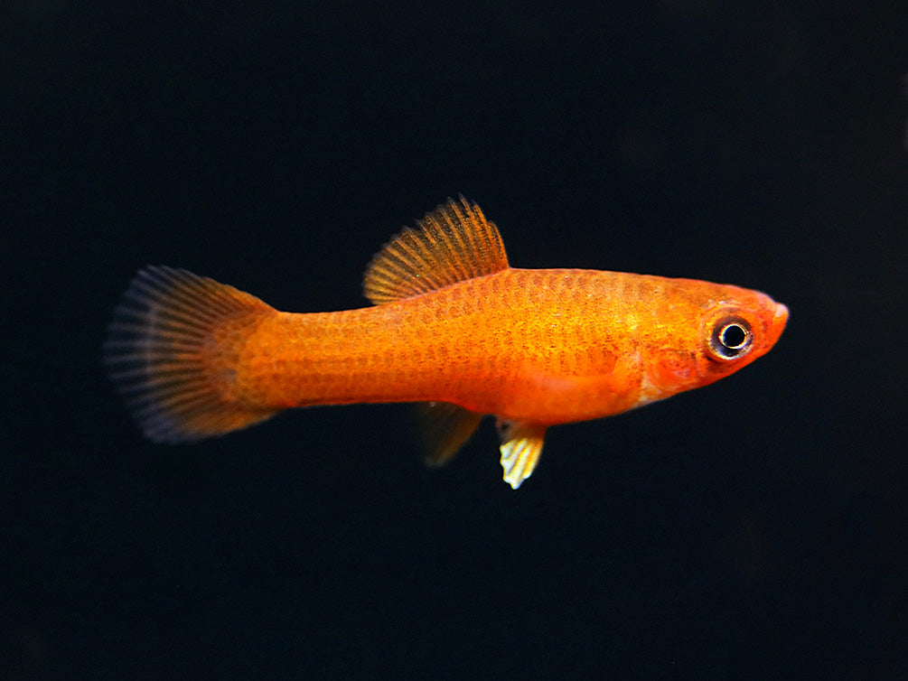 Orange Swordtail (Xiphophorus hellerii) – Locally Bred